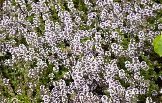 Garten-Thymian, rosa Garten-Thymian, rosa
