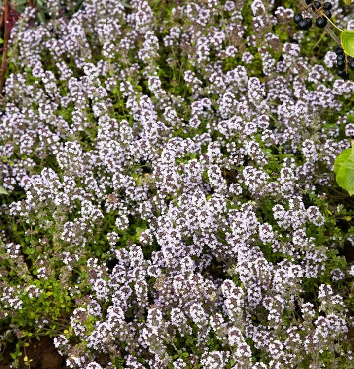 Garten-Thymian, rosa Garten-Thymian, rosa