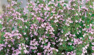 Zum Vergrößern klicken Bildvorschau