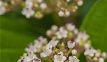 Zum Vergrößern klicken Bildvorschau