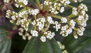 Zum Vergrößern klicken Bildvorschau