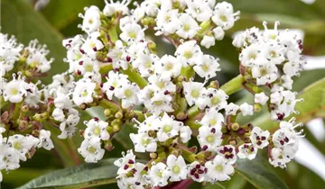 Zum Vergrößern klicken Bildvorschau