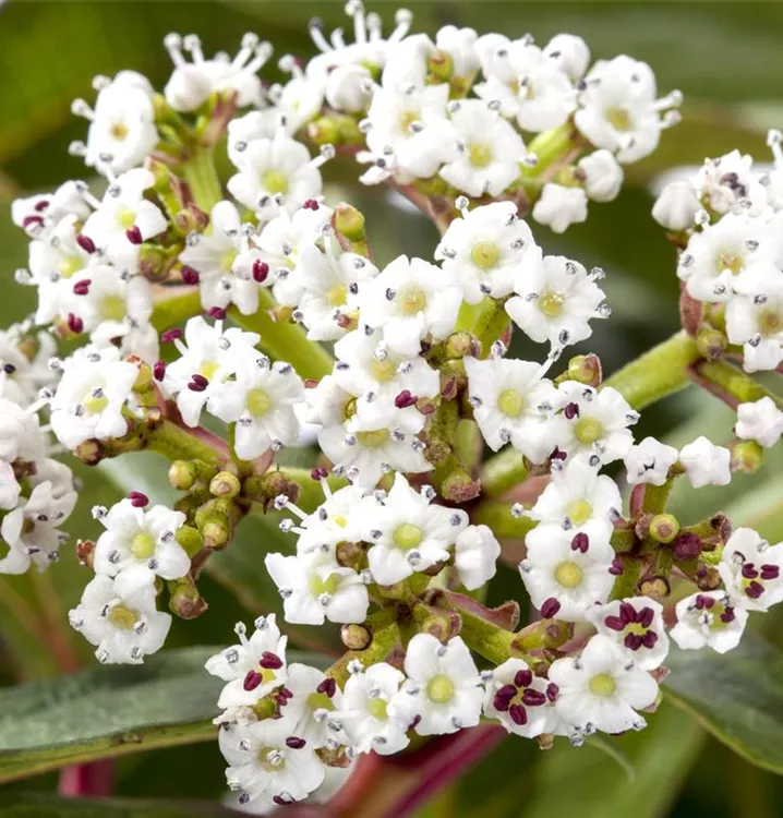 Immergrüner Kissenschneeball Immergrüner Kissenschneeball