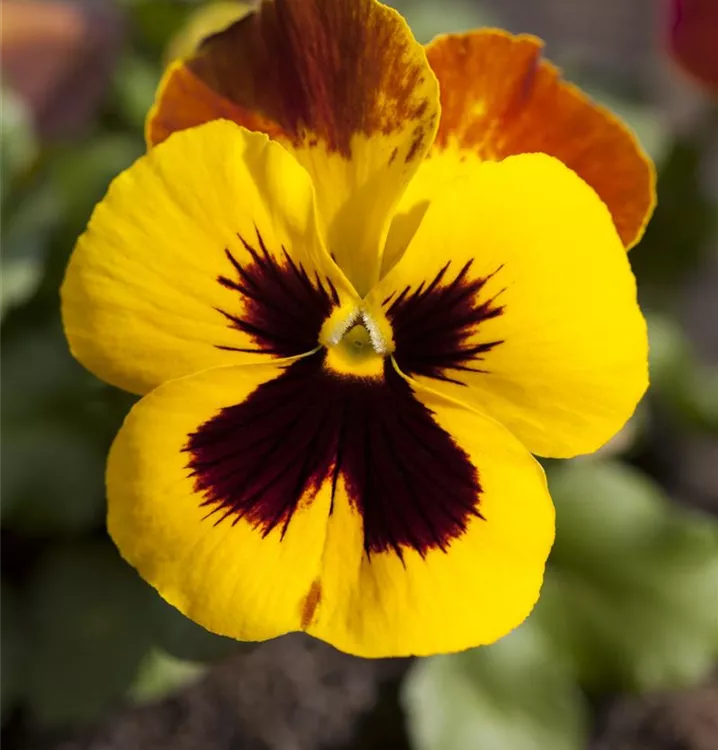 Großblütiges Garten-Stiefmütterchen