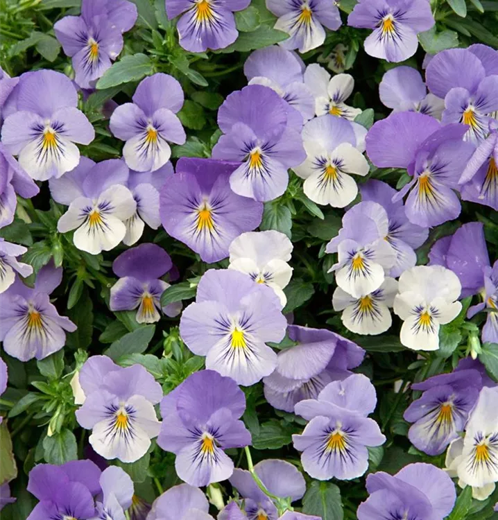 Garten-Stiefmütterchen 'Cool Wave'®