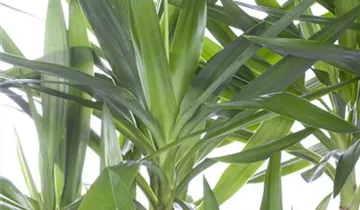 Zum Vergrößern klicken Bildvorschau