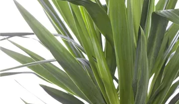 Zum Vergrößern klicken Bildvorschau