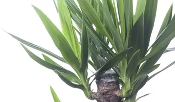 Zum Vergrößern klicken Bildvorschau