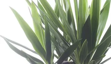 Zum Vergrößern klicken Bildvorschau