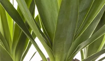 Zum Vergrößern klicken Bildvorschau