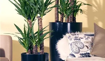 Zum Vergrößern klicken Bildvorschau