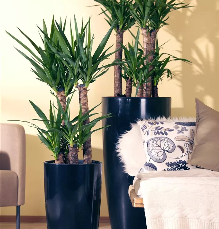 Riesen-Palmlilie Riesen-Palmlilie