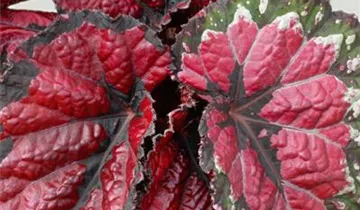 Zum Vergrößern klicken Bildvorschau