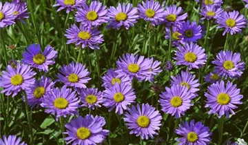 Zum Vergrößern klicken Bildvorschau