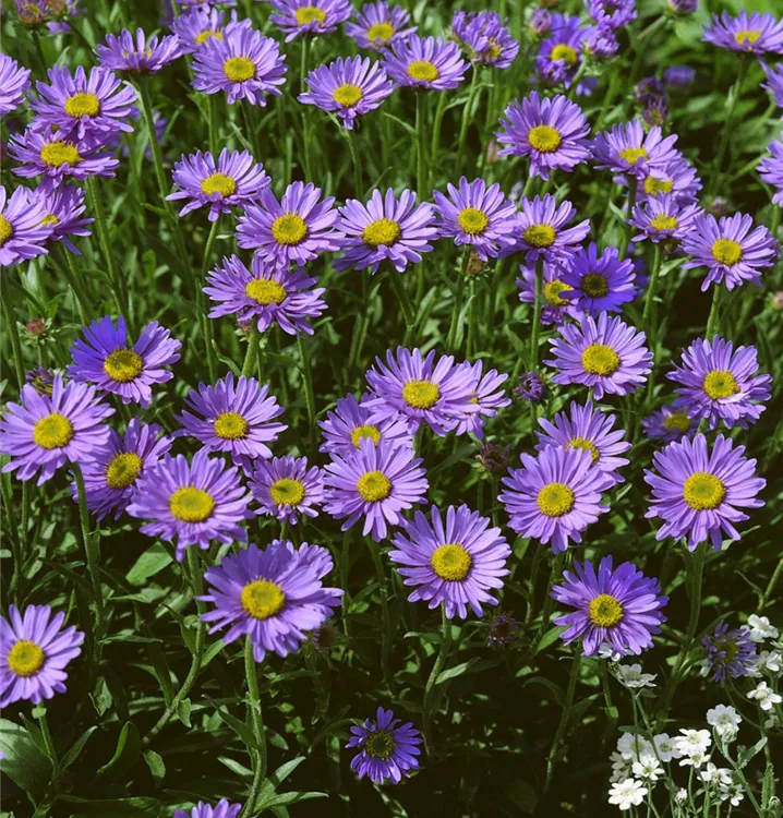 Alpen-Aster Alpen-Aster