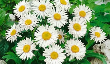 Zum Vergrößern klicken Bildvorschau