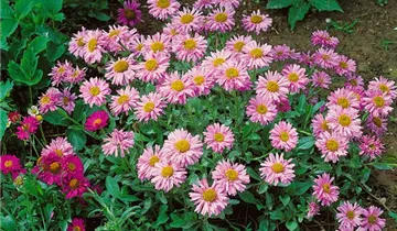 Zum Vergrößern klicken Bildvorschau