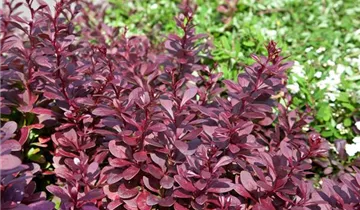 Zum Vergrößern klicken Bildvorschau