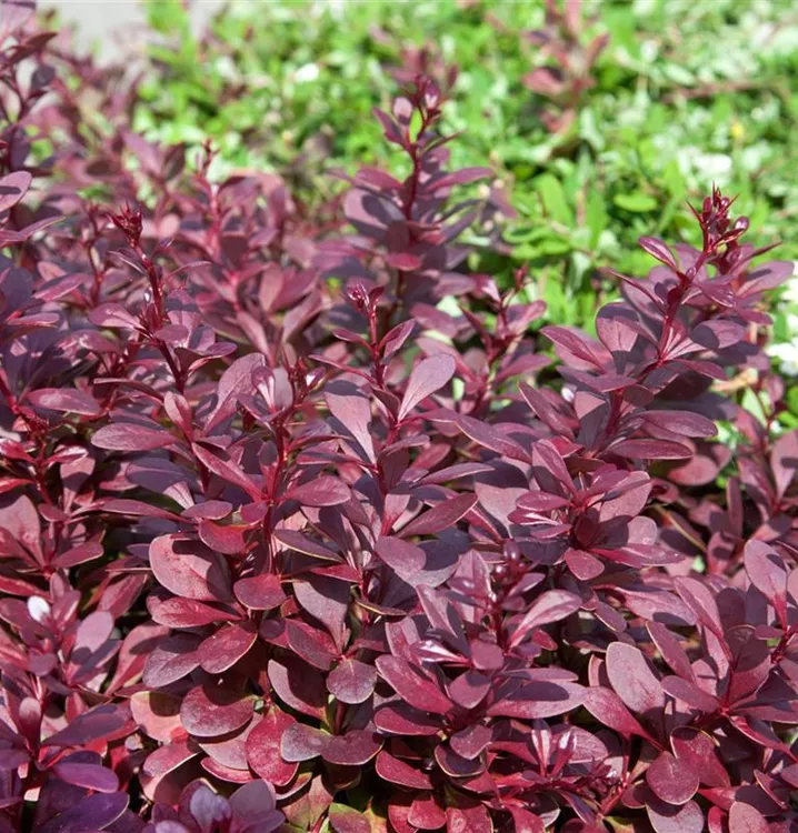 Berberitze Berberitze