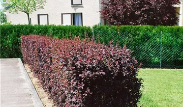 Zum Vergrößern klicken Bildvorschau