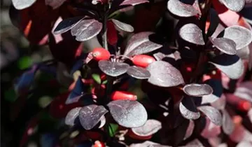 Zum Vergrößern klicken Bildvorschau