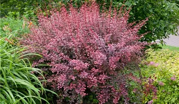 Zum Vergrößern klicken Bildvorschau