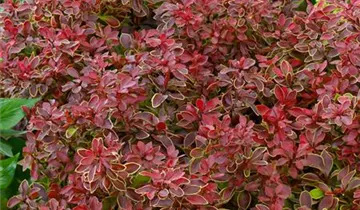 Zum Vergrößern klicken Bildvorschau