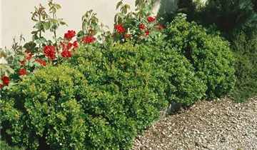 Zum Vergrößern klicken Bildvorschau