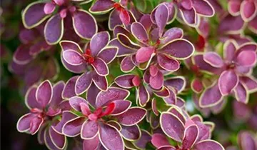 Zum Vergrößern klicken Bildvorschau