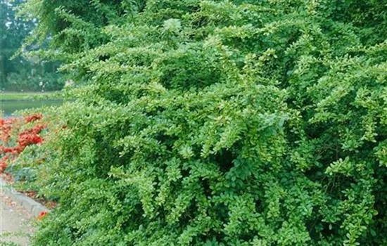Grüne Heckenberberitze Grüne Heckenberberitze
