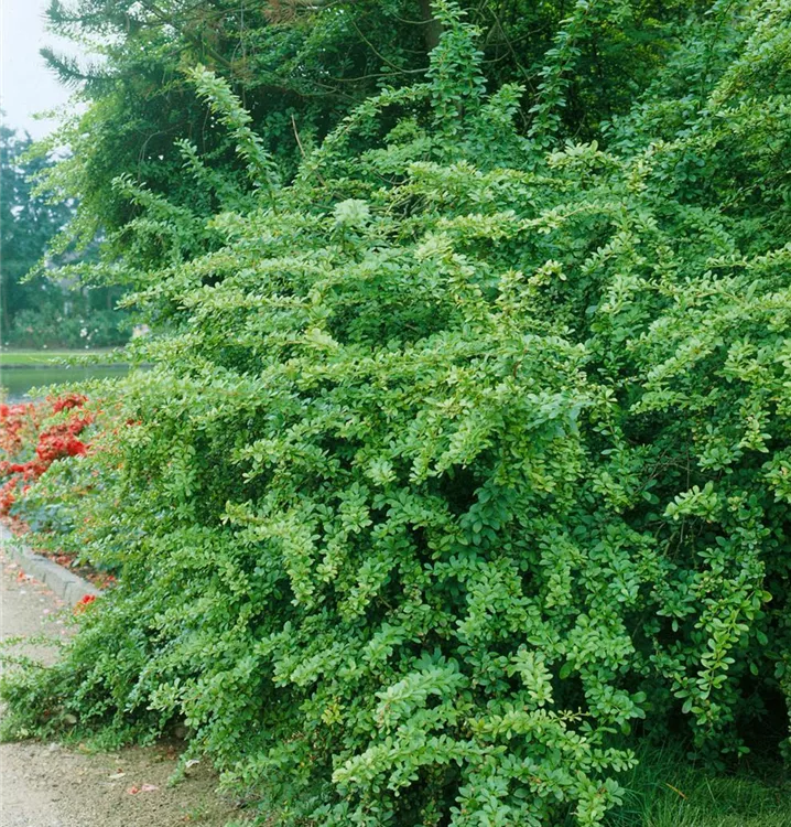 Grüne Heckenberberitze