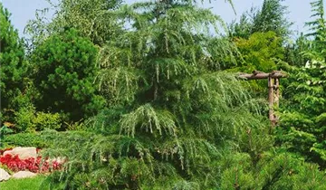 Zum Vergrößern klicken Bildvorschau