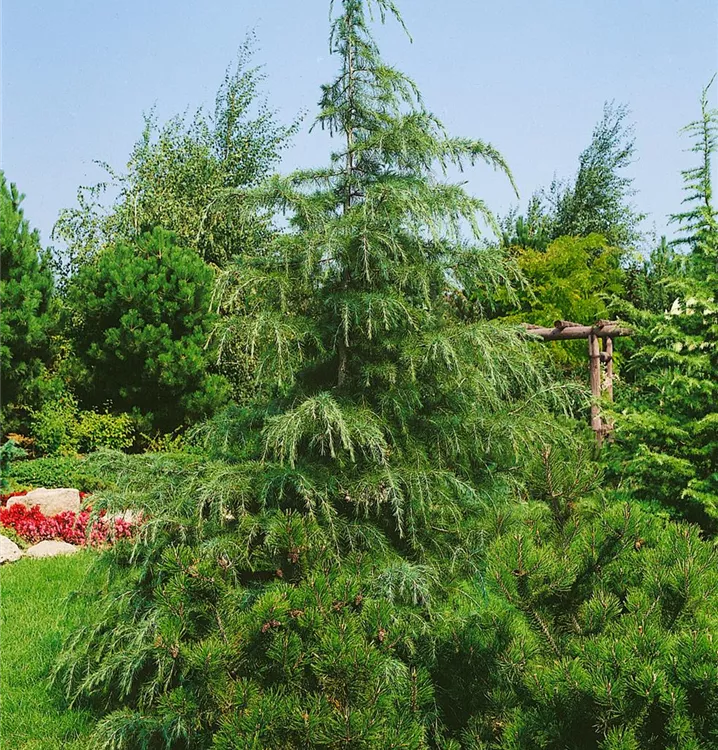 Himalaya-Zeder Himalaya-Zeder