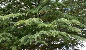 Zum Vergrößern klicken Bildvorschau