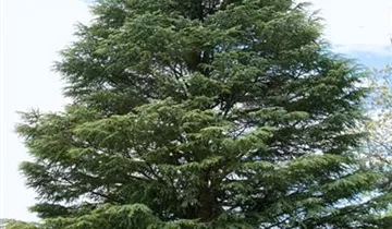 Zum Vergrößern klicken Bildvorschau