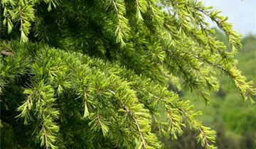 Zum Vergrößern klicken Bildvorschau