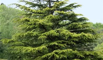 Zum Vergrößern klicken Bildvorschau