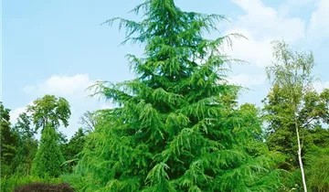 Zum Vergrößern klicken Bildvorschau