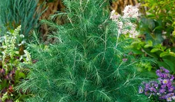 Zum Vergrößern klicken Bildvorschau