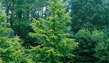 Zum Vergrößern klicken Bildvorschau