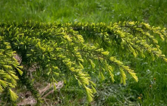 Himalaya-Zeder 'Golden Horizon' Himalaya-Zeder 'Golden Horizon'