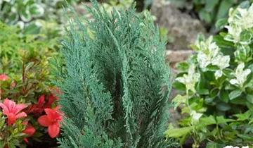 Zum Vergrößern klicken Bildvorschau