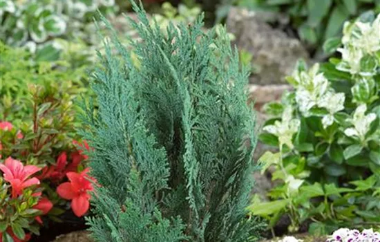 Blaue Säulenzypresse 'Columnaris' Blaue Säulenzypresse 'Columnaris'