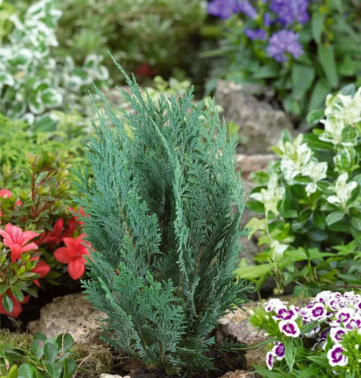 Blaue Säulenzypresse 'Columnaris' Blaue Säulenzypresse 'Columnaris'