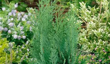 Zum Vergrößern klicken Bildvorschau