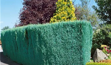 Zum Vergrößern klicken Bildvorschau