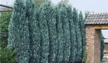 Zum Vergrößern klicken Bildvorschau