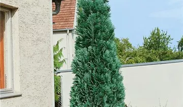 Zum Vergrößern klicken Bildvorschau