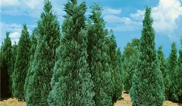 Zum Vergrößern klicken Bildvorschau