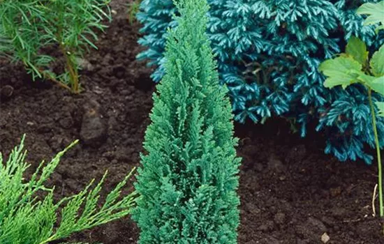 Kegelzypresse 'Ellwood's Pillar' Kegelzypresse 'Ellwood's Pillar'